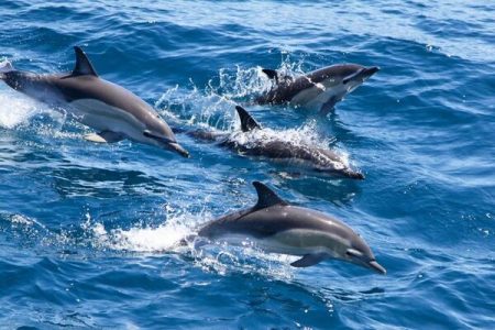 Muscat: Dolphin Watching and Snorkeling Tour