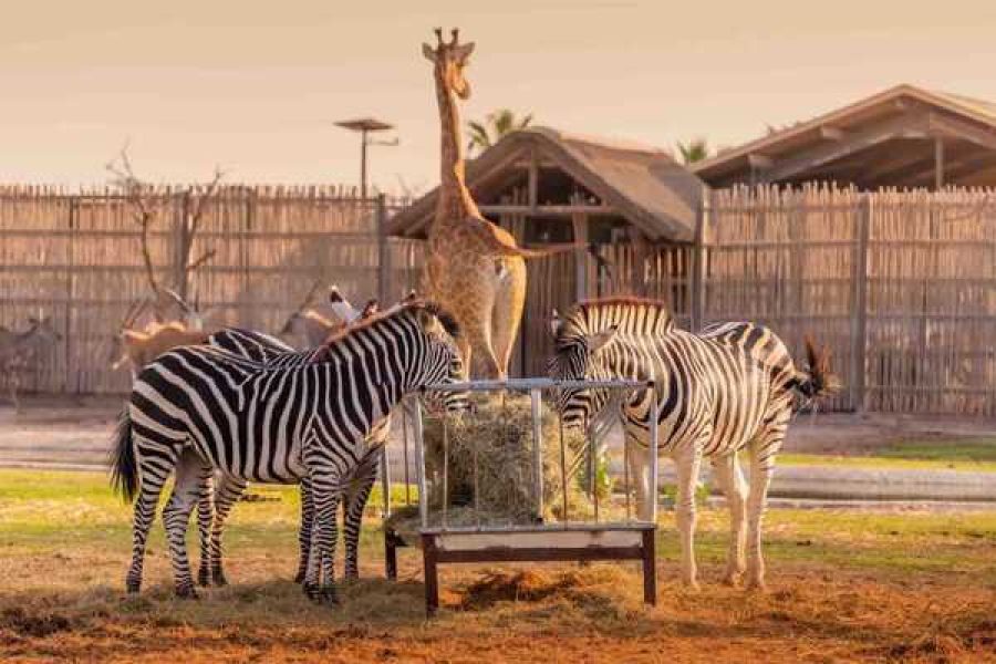 Dubai: Dubai Safari Park Entry Ticket