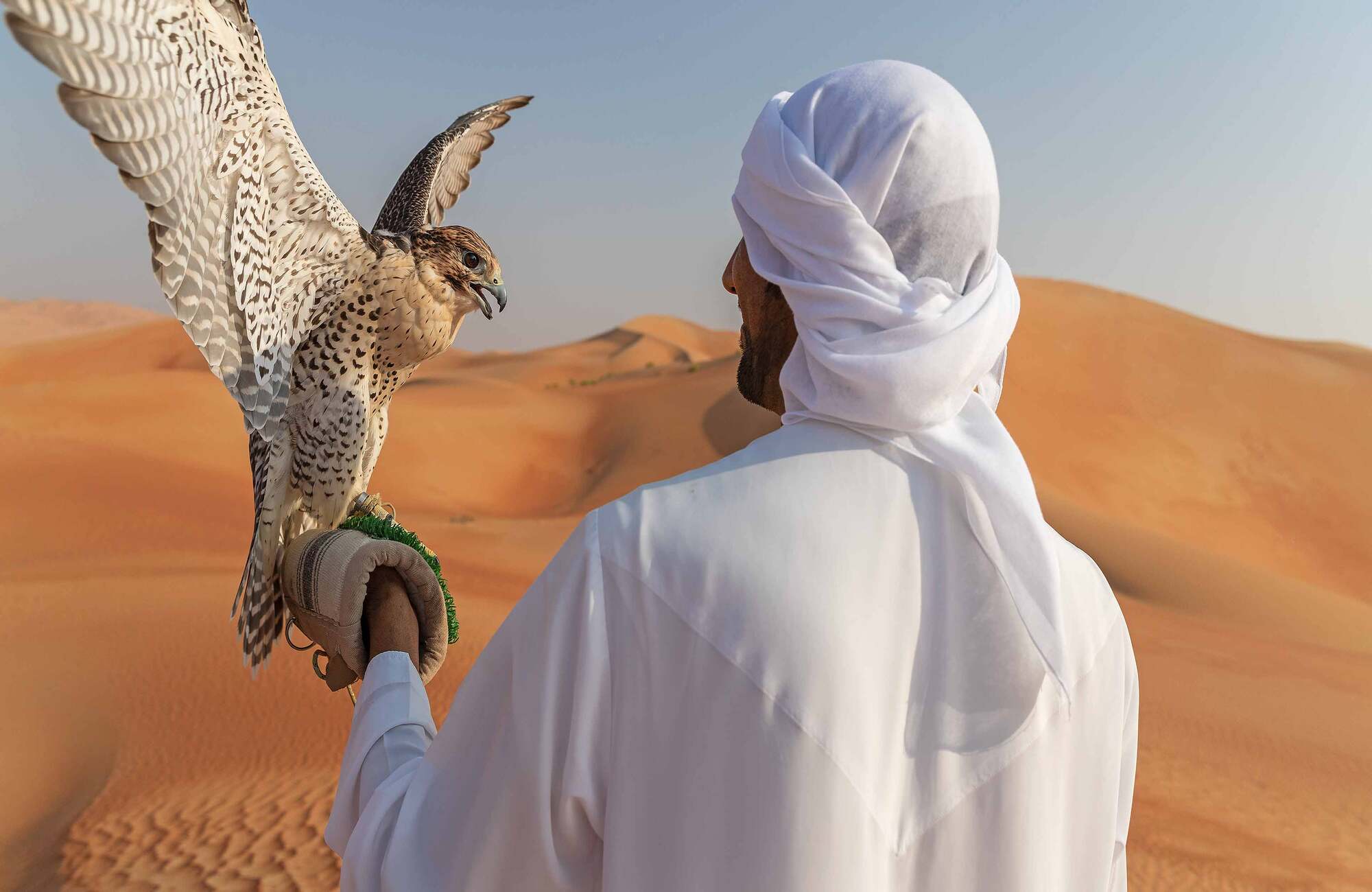 Falconry Displays Desert safart dubai 1
