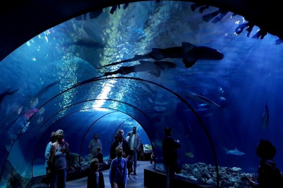 Dubai Lost Chambers Aquarium Entry Ticket at Atlantis