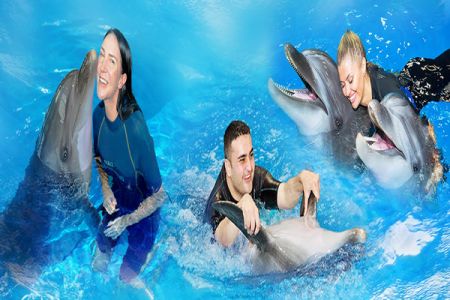 Dubai: Dolphinarium Dolphin & Seal Show Ticket