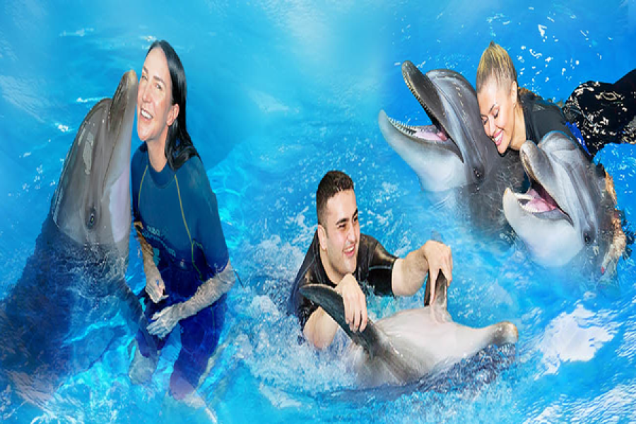 Dubai Dolphinarium Dolphin & Seal Show Ticket