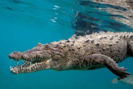 Dubai: Crocodile Park Entry Ticket Museum and Aquarium