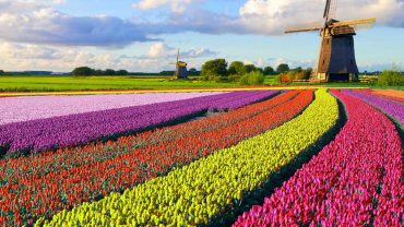 1 Day Netherlands Layover Tour